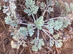 Eschscholzia californica maritima