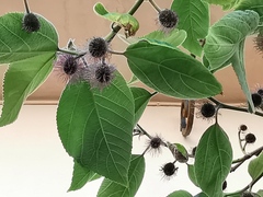 Broussonetia papyrifera