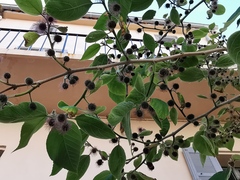 Broussonetia papyrifera