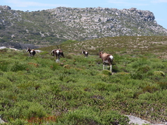 Damaliscus pygargus pygargus