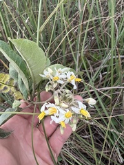 Solanum donianum