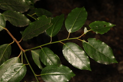 Prunus lusitanica