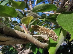 Broussonetia papyrifera