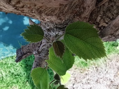 Broussonetia papyrifera