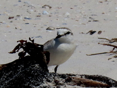Charadrius marginatus marginatus