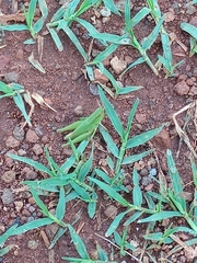 Dichromorpha australis