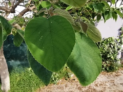 Broussonetia papyrifera