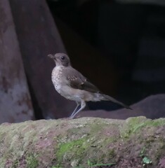 Turdus ignobilis
