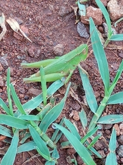 Dichromorpha australis