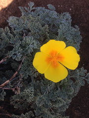 Eschscholzia californica maritima