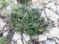 Limonium cordatum