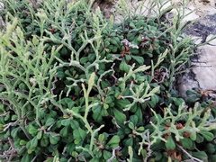 Limonium cordatum