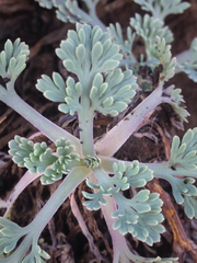 Eschscholzia californica maritima