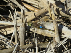 Anax ephippiger