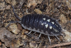 Porcellio ornatus