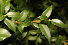 Osmanthus