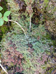 Azolla