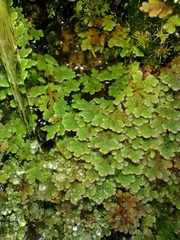 Azolla