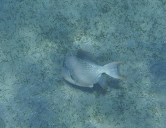 Pseudobalistes flavimarginatus