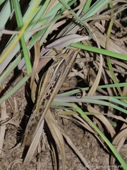 Schistocerca cancellata