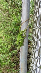 Anolis biporcatus
