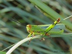 Zoniopoda tarsata