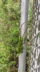 Anolis biporcatus