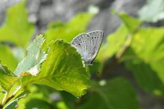 Iolana iolas