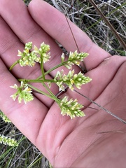 Polygala balduinii
