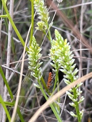 Polygala balduinii