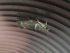 Laodamia faecella
