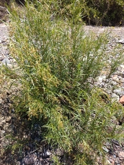 Acanthostyles buniifolius