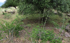 Cryptostegia grandiflora