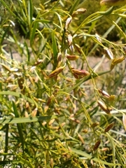 Acanthostyles buniifolius