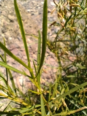 Acanthostyles buniifolius