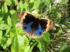 Junonia orithya wallacei