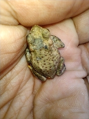 Rhinella spinulosa