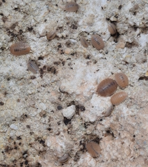 Lucasius andalusicus