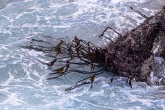 Laminaria setchellii