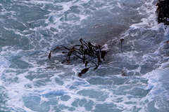 Laminaria setchellii