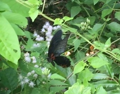 Papilio memnon agenor