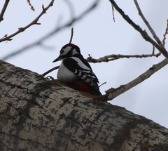 Dendrocopos major