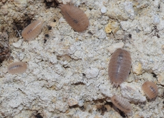 Lucasius andalusicus