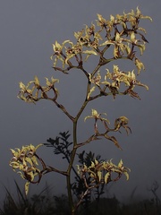 Cyrtochilum