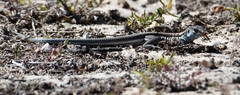 Pholidoscelis auberi