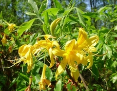 Rhododendron luteum