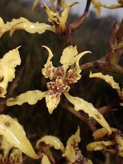 Cyrtochilum