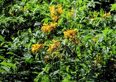 Rhododendron luteum