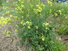Brassica fruticulosa