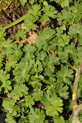 Geranium pusillum